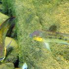 Emiratische Tilapia (Oreochromis mossambicus bassamkhalafi), Fujairah, Emirate