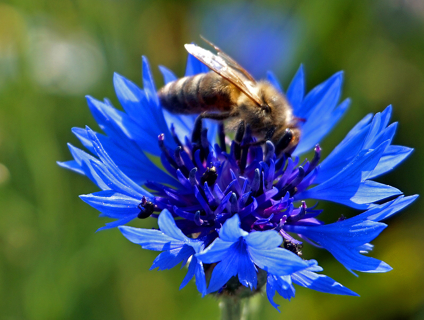 Emisg,emsig waren die Bienen