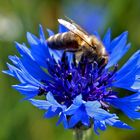 Emisg,emsig waren die Bienen