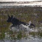 Emma bei ihrer liebsten Beshäftigung - durchs Wasser jagen und apportieren