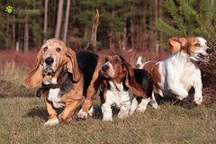 Emma, Bolle und Paula