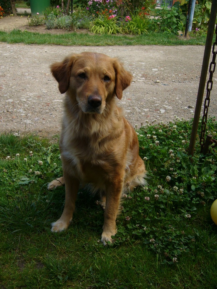 Emma (Golden Retriver)