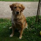 Emma (Golden Retriver)