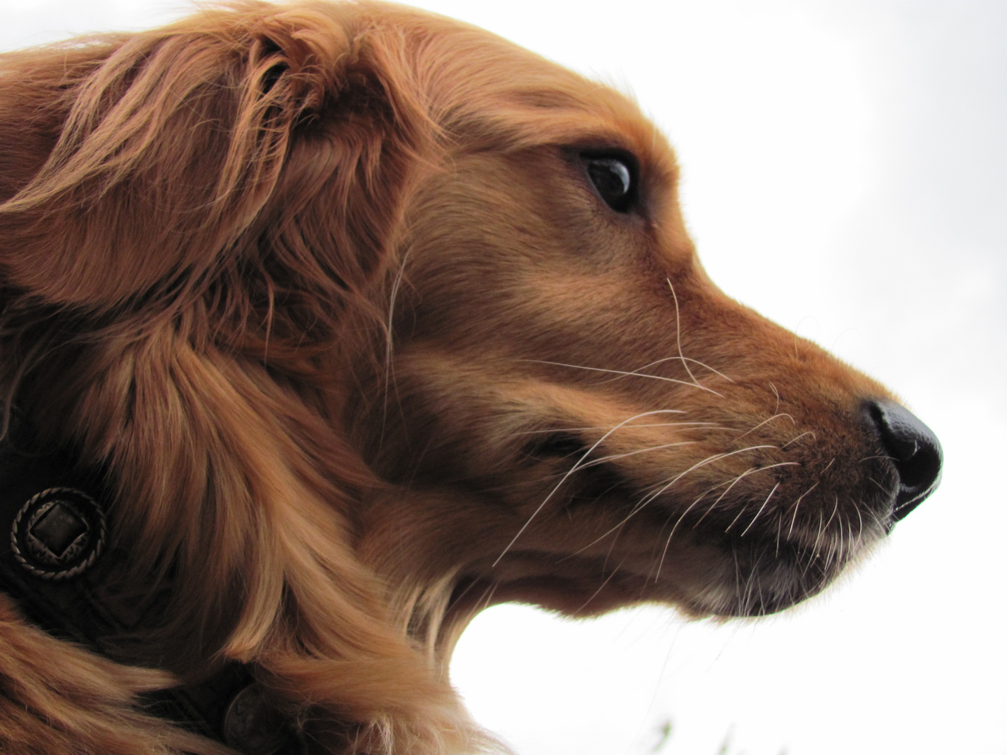 Emma-Golden Retriver x Setter Mix