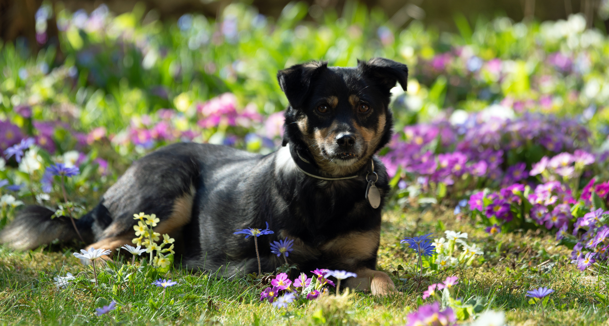 EMMA - Handicap - Dog - Es ist nicht "nur ein Tier"... 