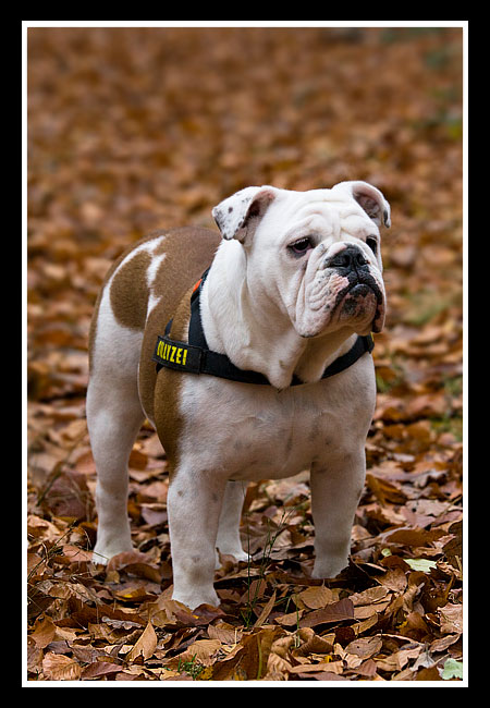 Emma im Herbstkleid....