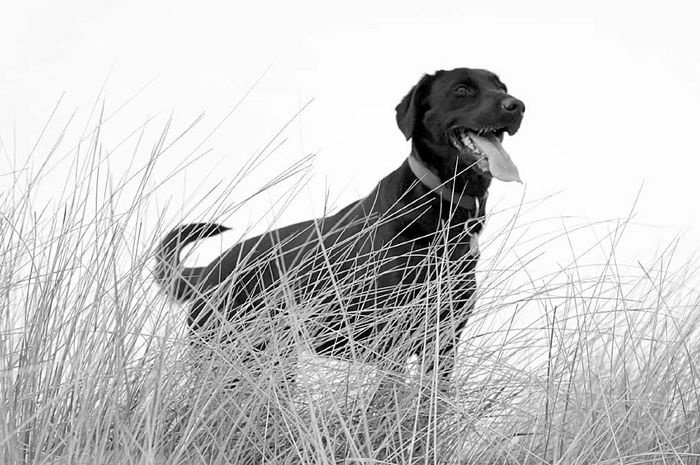 Emma in den Dünen...