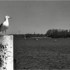 Emma in Kappeln