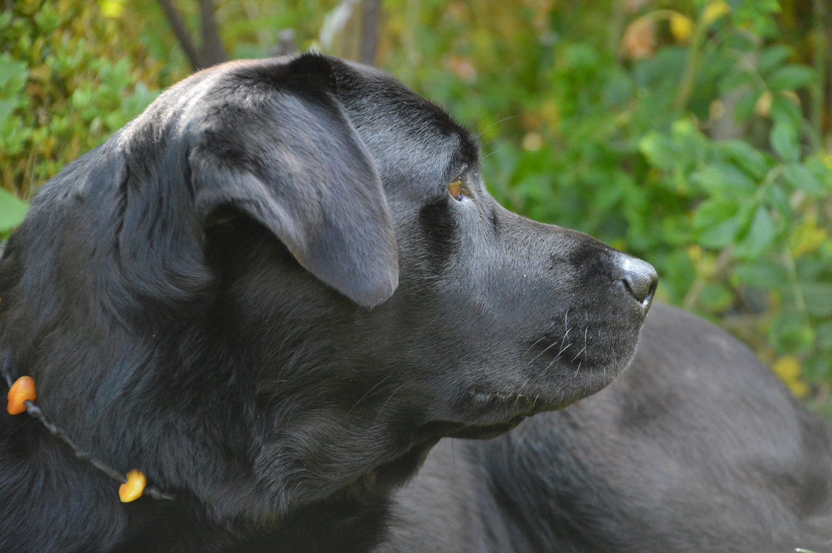 Emma - Labrador