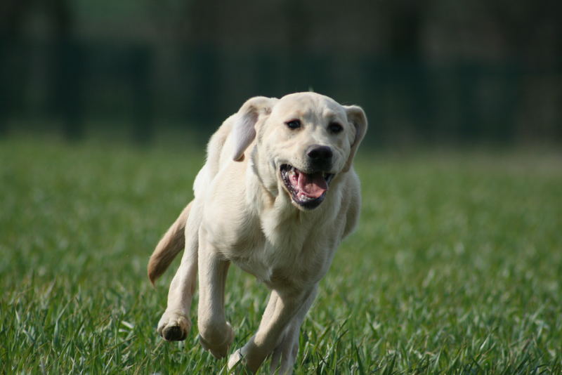 emma labrador retriever