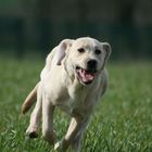 emma labrador retriever