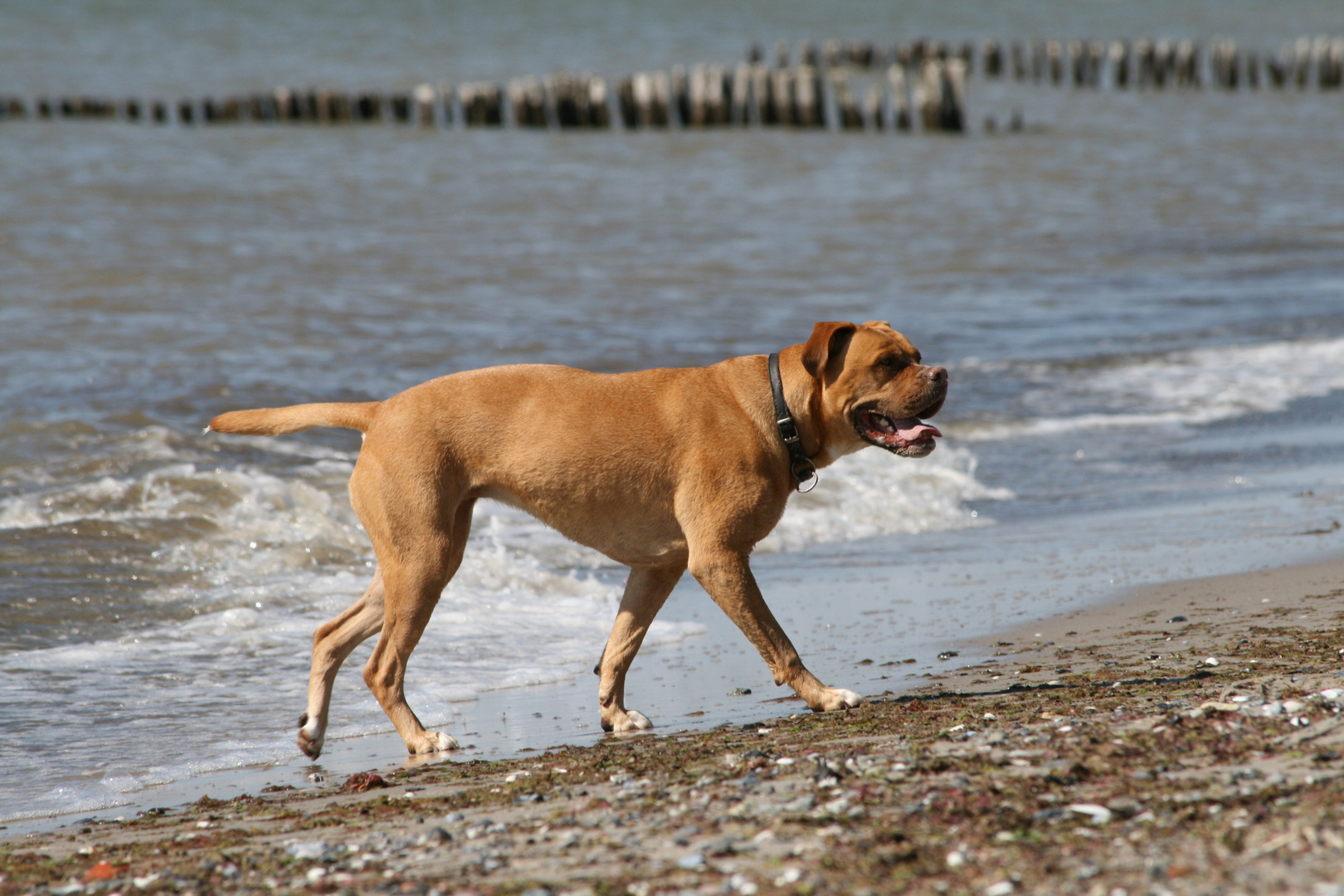 Emma macht Urlaub an der Ostsee