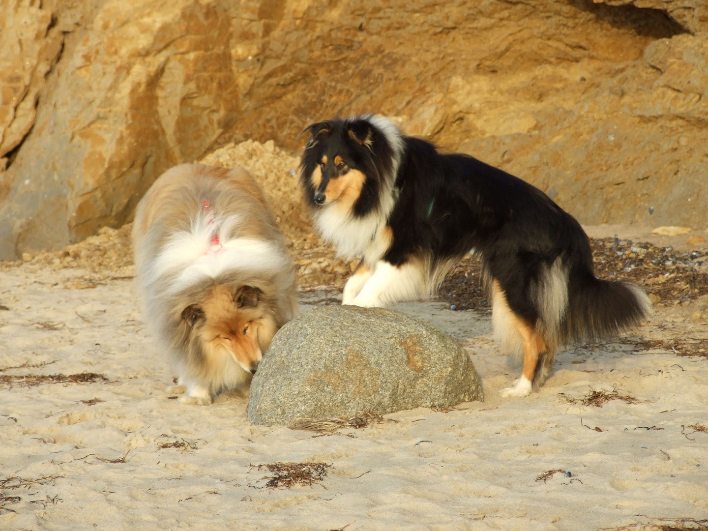 Emma und Merlin