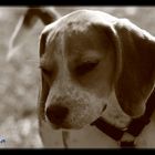 Emma unser Beagle