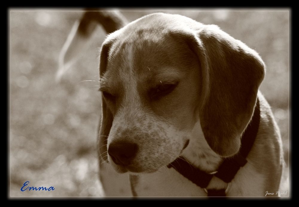 Emma unser Beagle