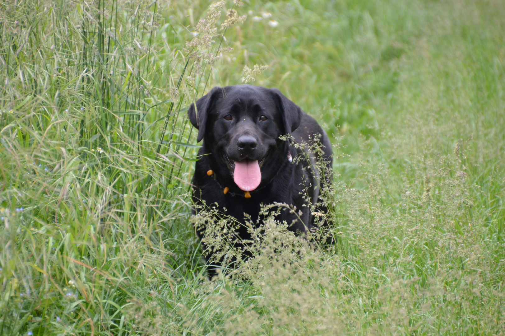 Emma - unser Labbi Mädchen