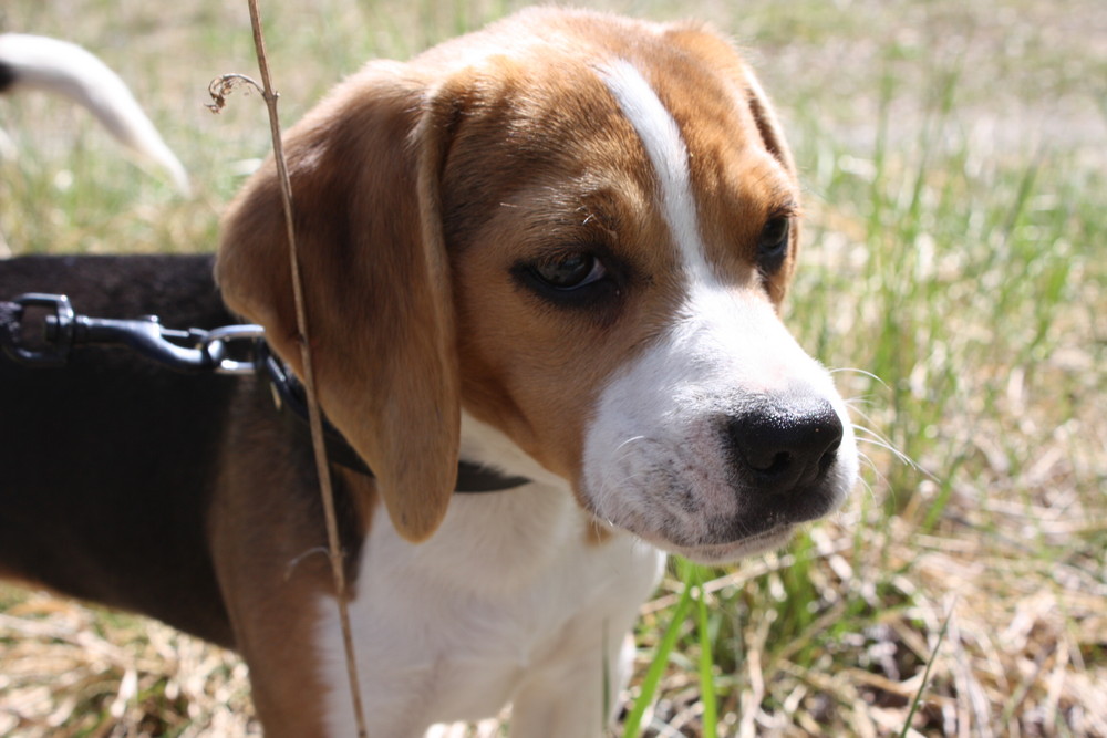 Emma - unsere Beagledame