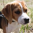 Emma - unsere Beagledame