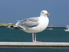 Emma von Helgoland