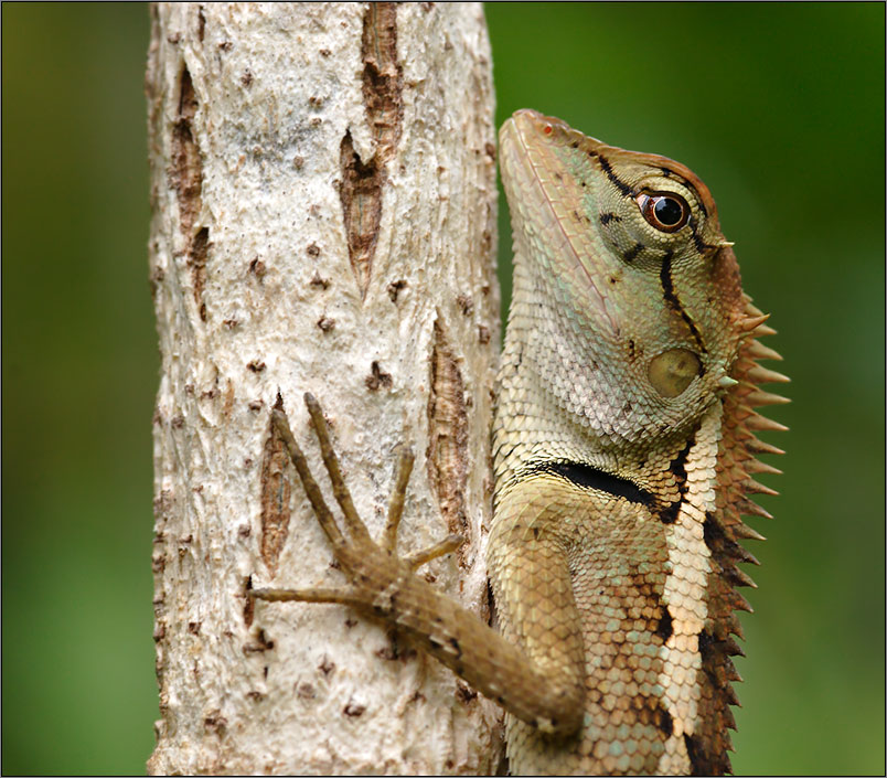 Emmas Schönechse (Calotes emma )