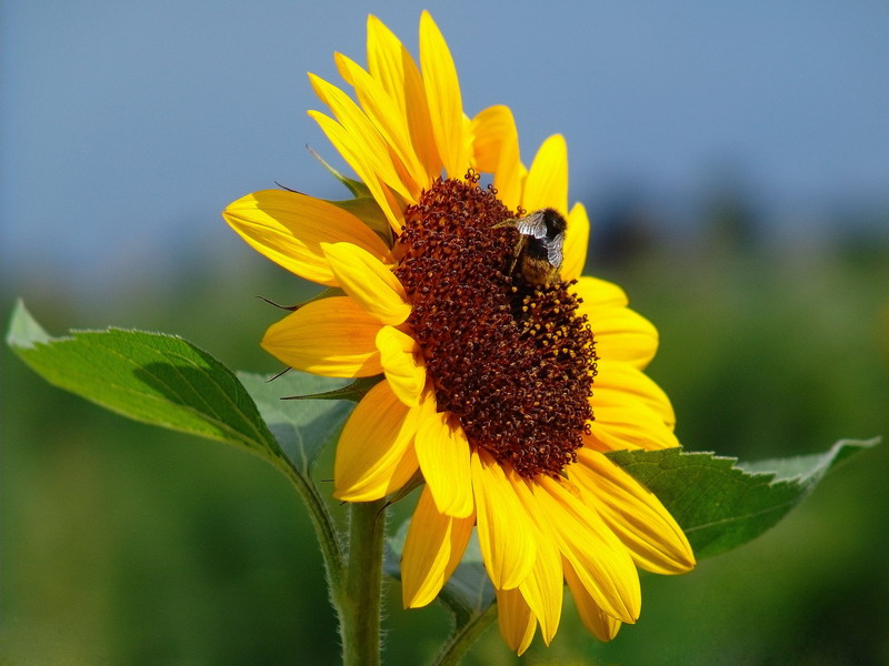 Emma´s Sonnenblume