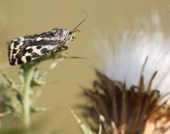 Emmelia trabealis - Ackerwinden-Bunteulchen