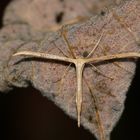 Emmelina cf. monodactyla - ein Kleinschmetterling ... (2)