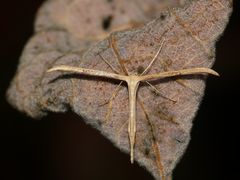 Emmelina cf. monodactyla - ein Kleinschmetterling ... (2)