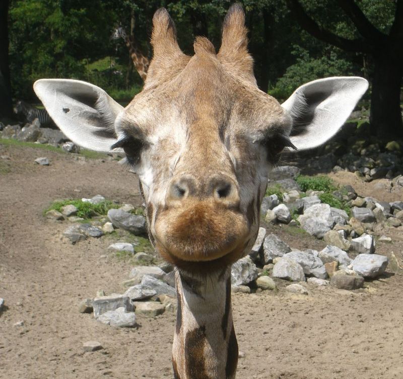 Emmen Zoo, 2007