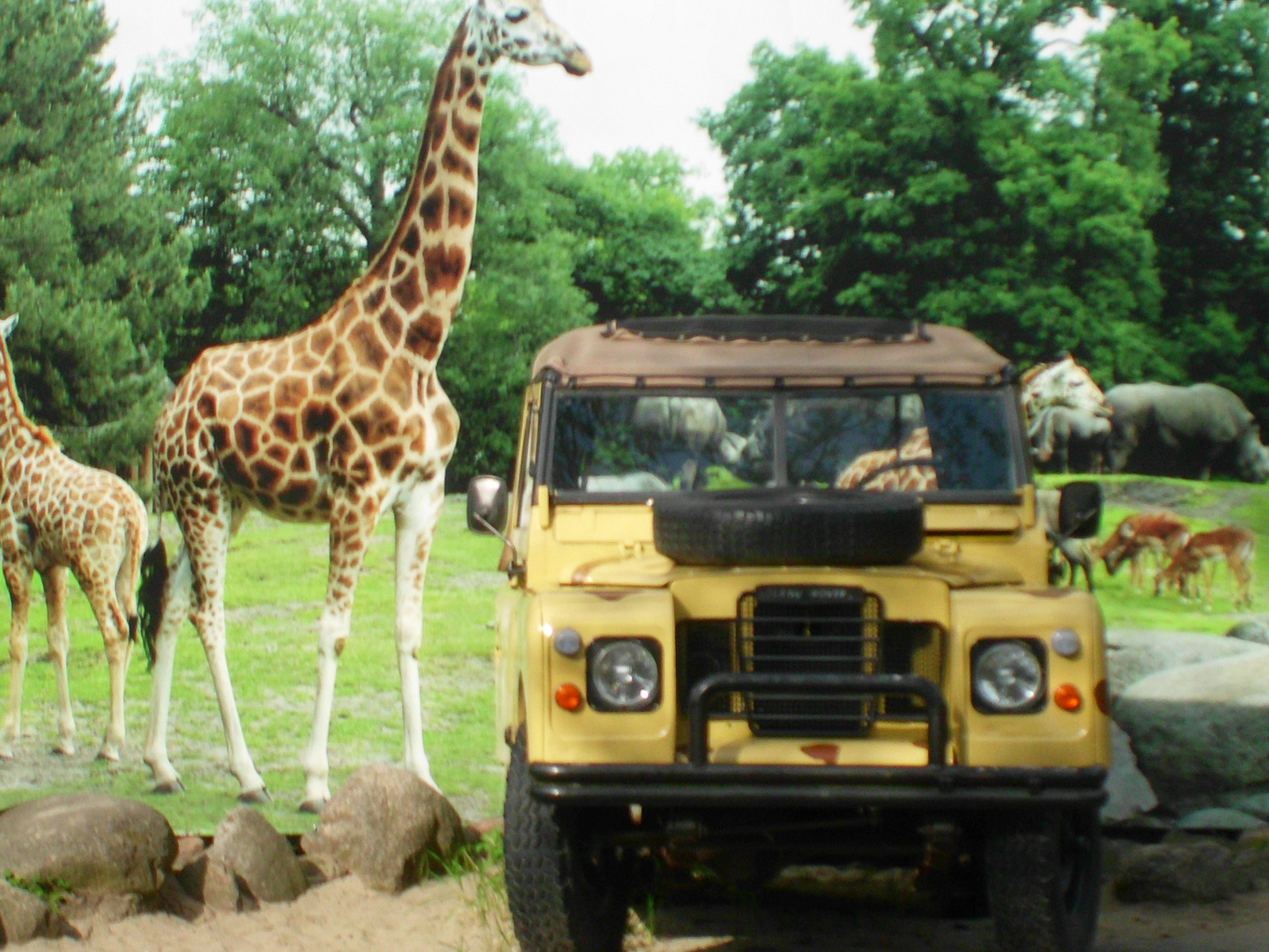 Emmener Zoo Land Rover