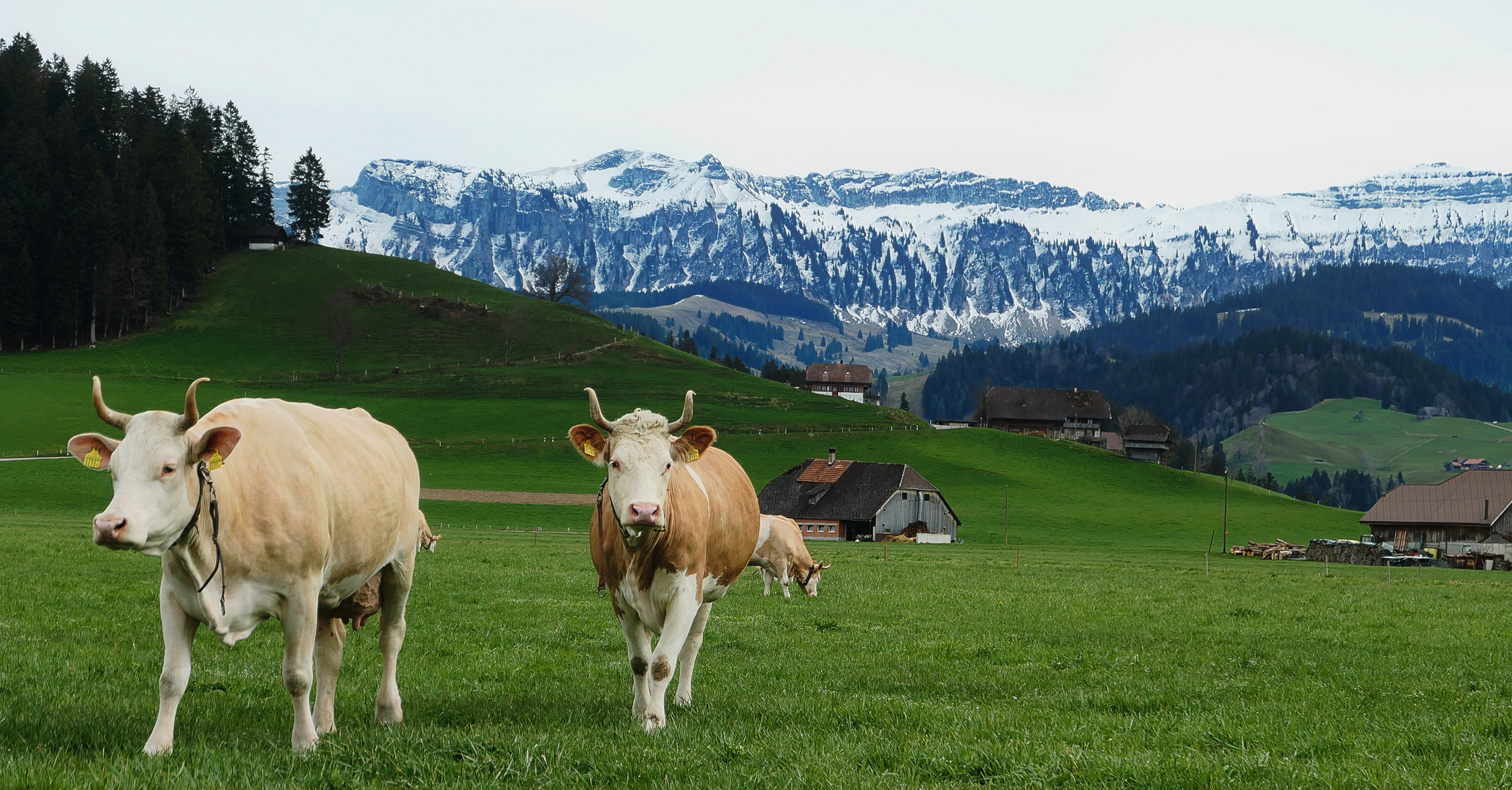 Emmental