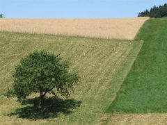 Emmental Impressionen II