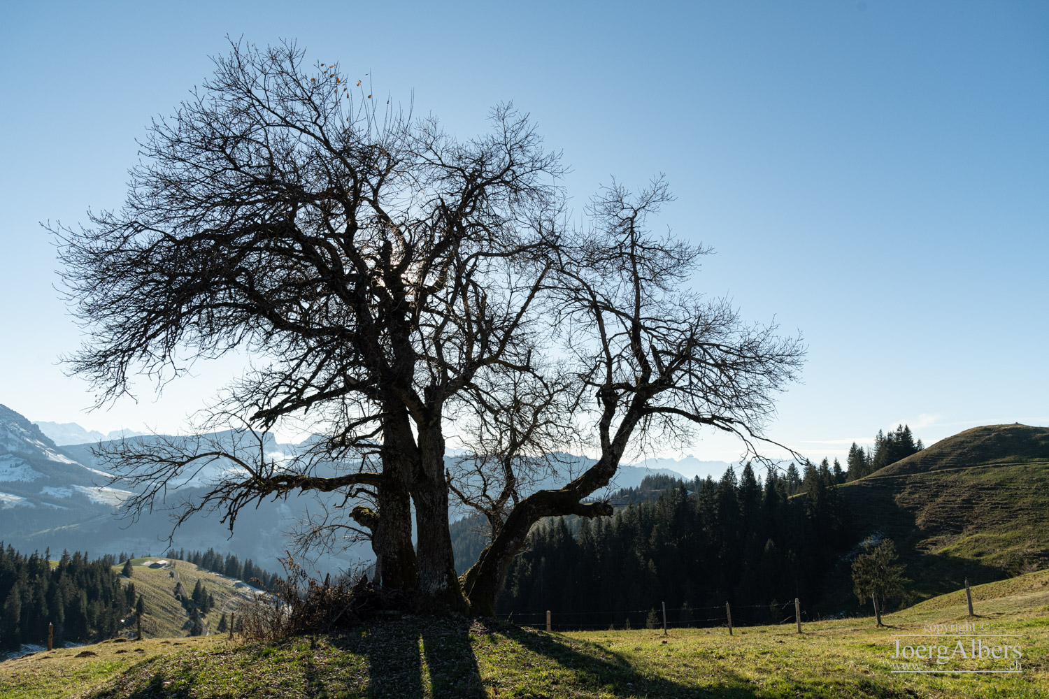 Emmental - Wachthubel: Baum unterhalb Gipfel; Blick Richtung Süden