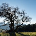 Emmental - Wachthubel: Baum unterhalb Gipfel; Blick Richtung Süden