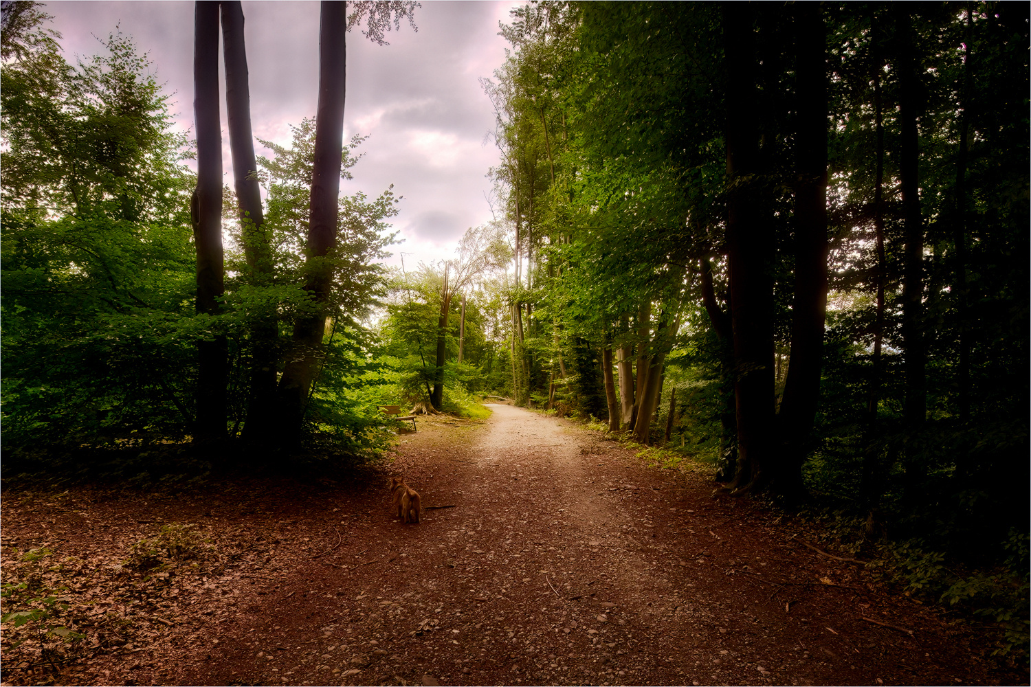 Emmi auf dem Isarhochuferweg