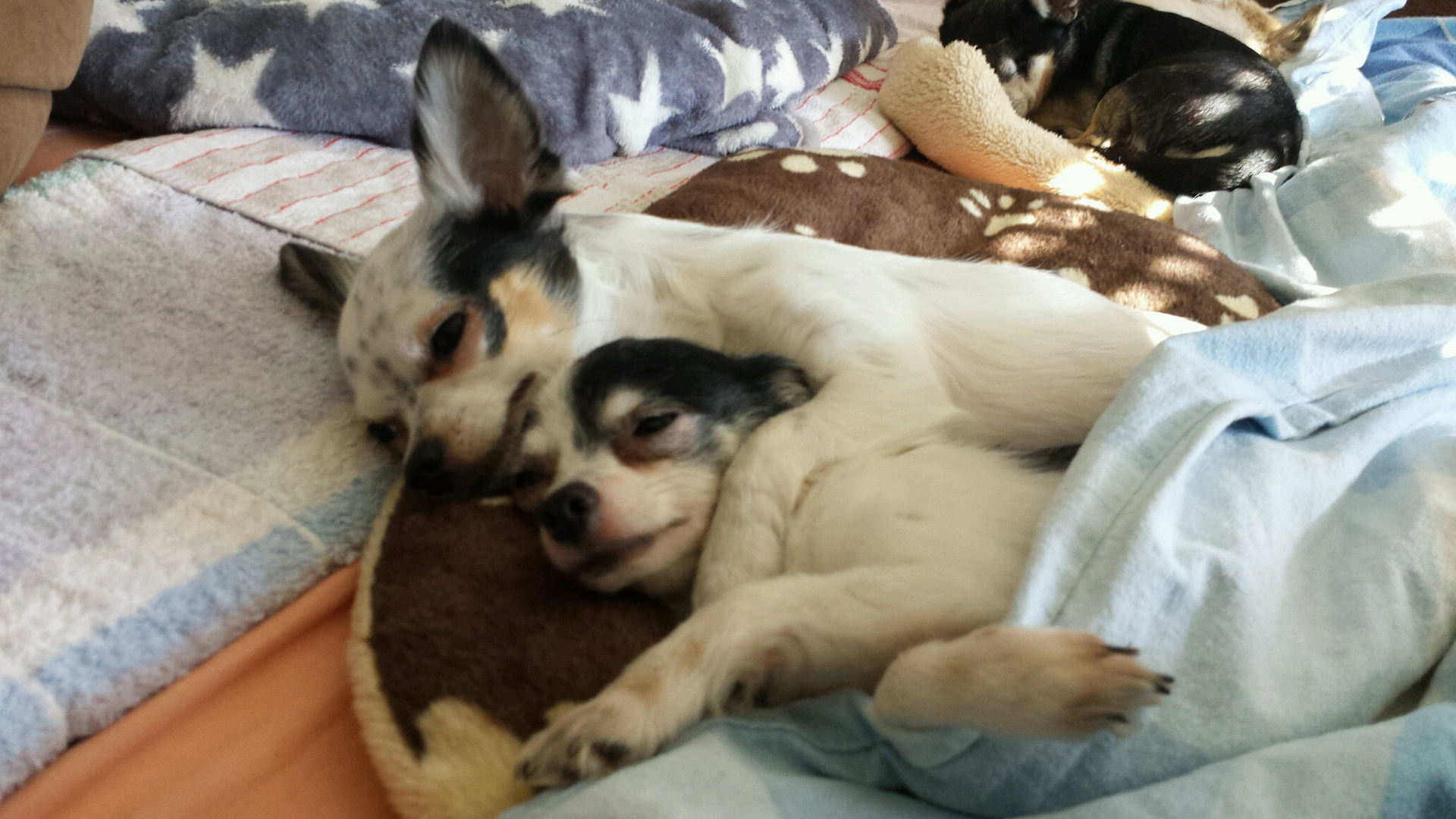 Emmy-Benny -Chihuahua-