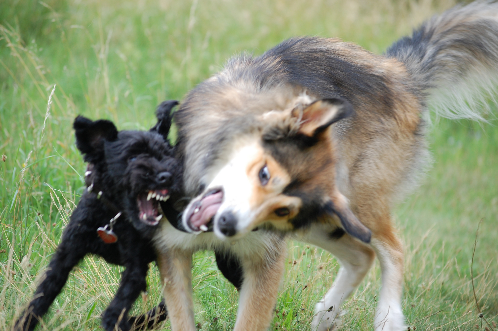 Emmy und das wilde Wölfchen