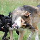 Emmy und das wilde Wölfchen