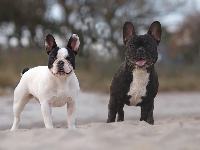 Emmy und Jacques - Wurfgeschwister