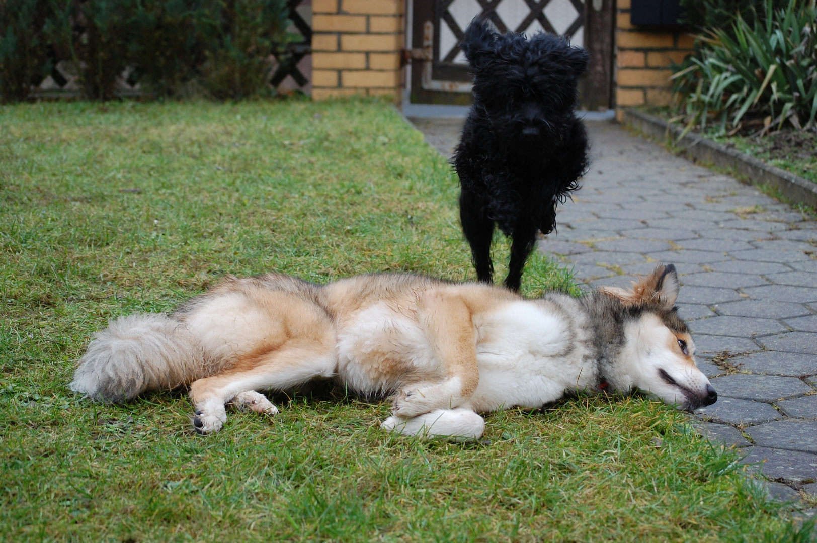 Emmy und Wölfchen