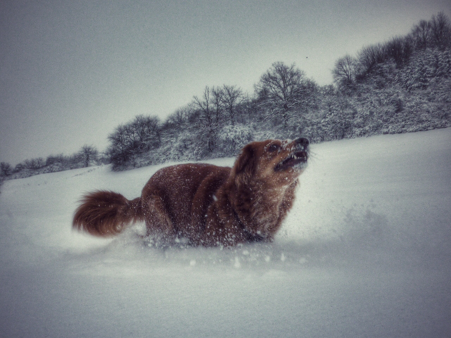 Emmy war so Happy im Schnee