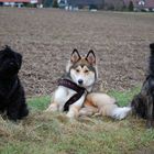 Emmy, Wölfchen und Sally