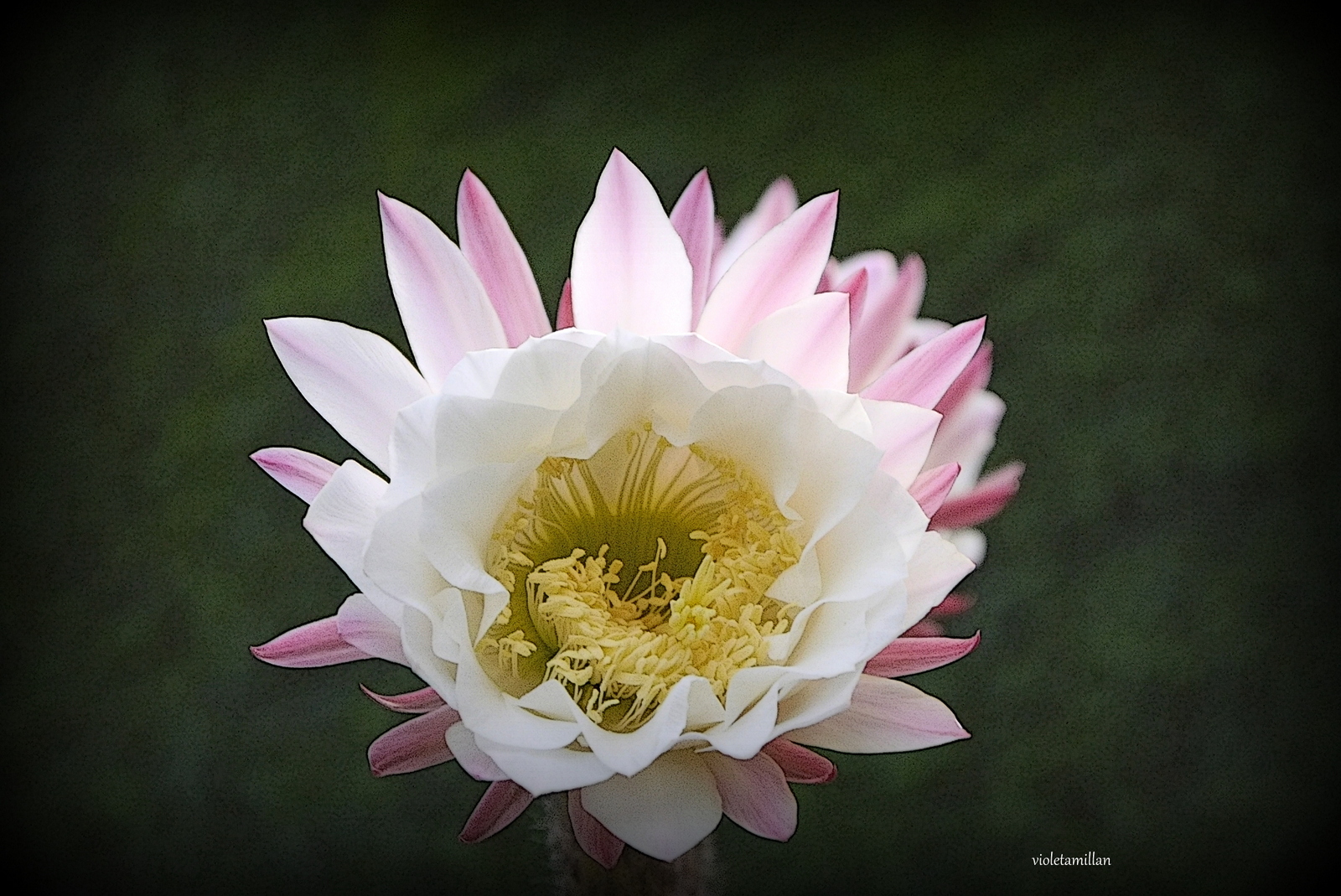 EMOCIONADA POR MI FLORES DEL CACTUS