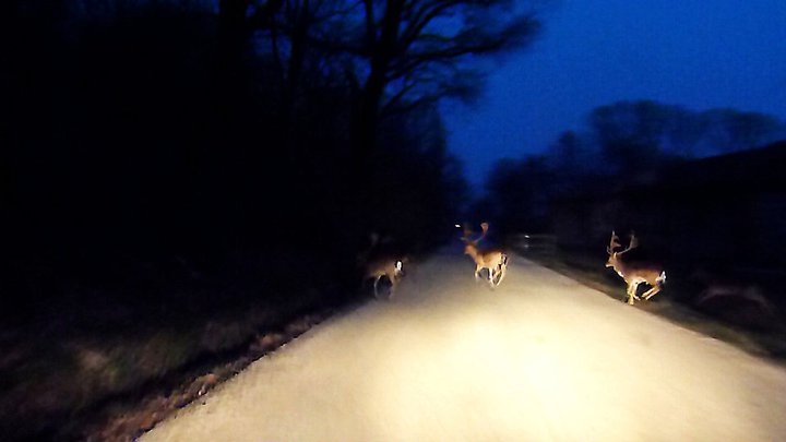 Emozioni notturne al Parco La Mandria