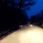 Emozioni notturne al Parco La Mandria