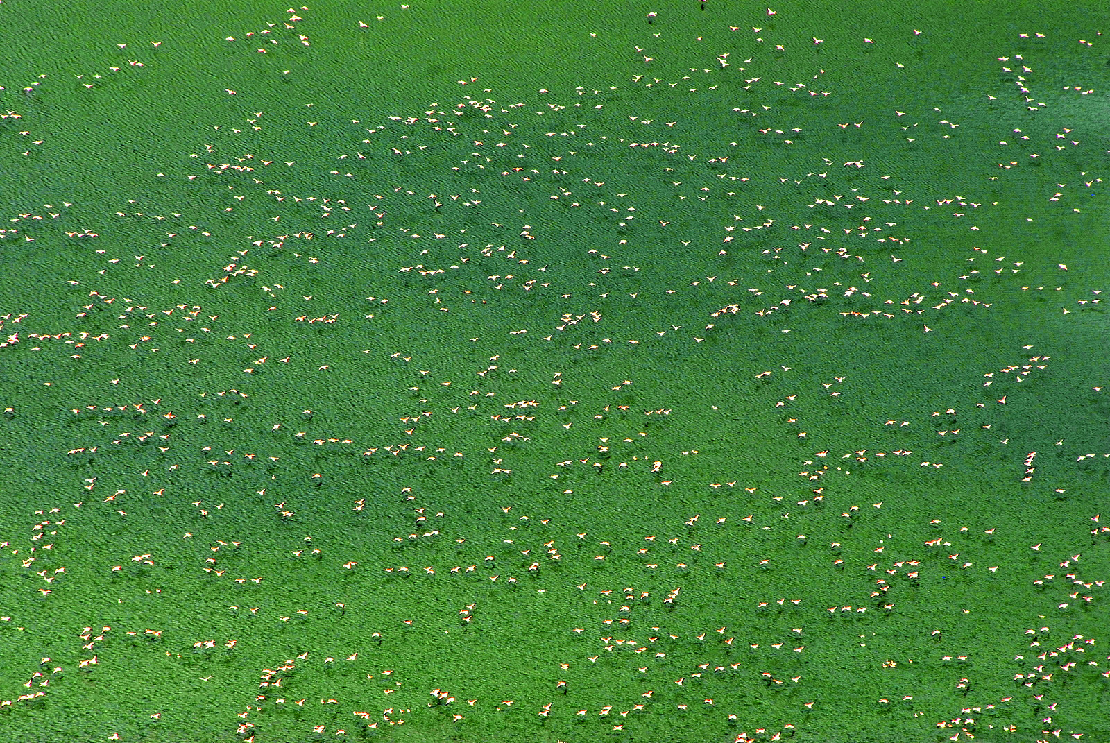 Empakaai Krater, Vulkan; Flamingos; Kratzersee; Tansania: