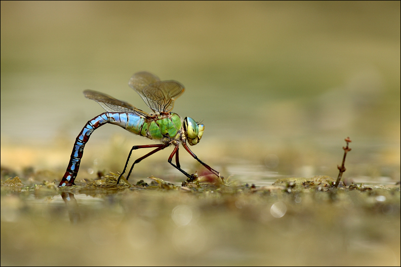 Emperor Dragonfly