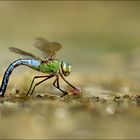 Emperor Dragonfly