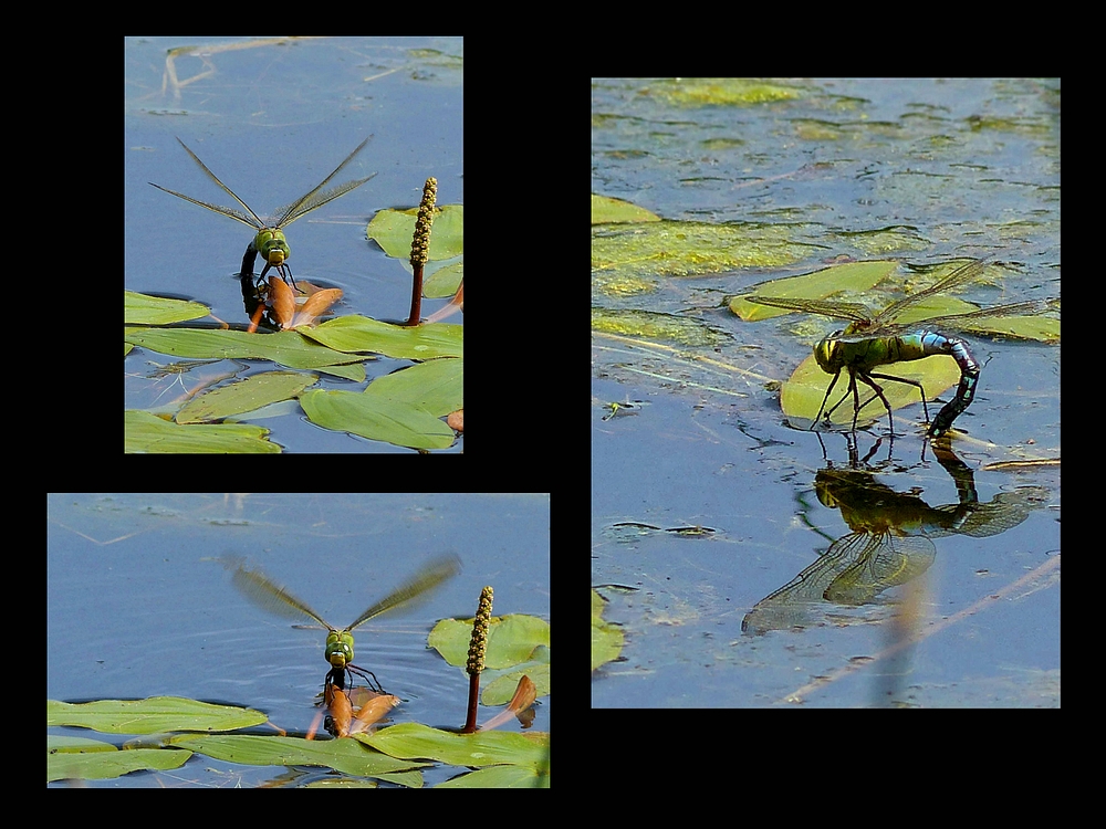 Emperor dragonfly