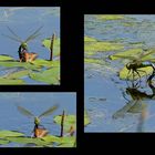 Emperor dragonfly